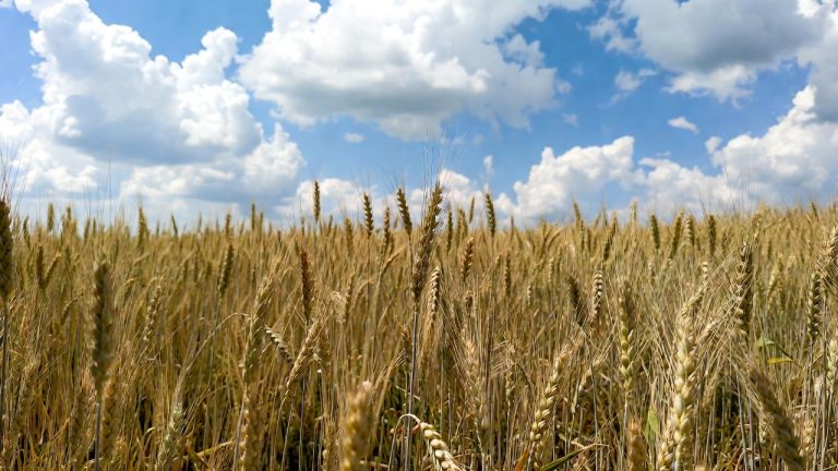 Russian wheat prices plunge to July 2024 low amid abundant supply, slow exports